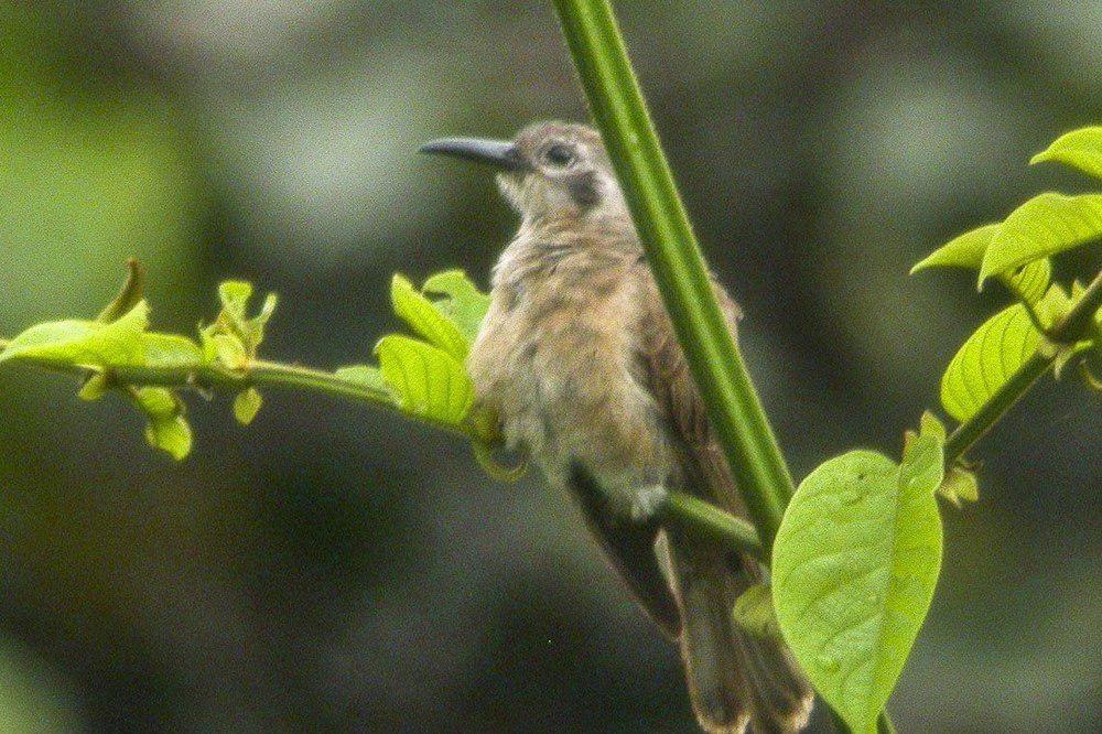 小长嘴鹃 / Long-billed Cuckoo / Chrysococcyx megarhynchus