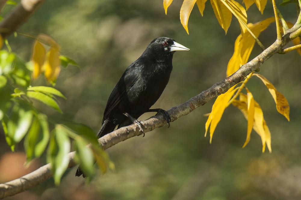 黑酋长鹂 / Solitary Cacique / Cacicus solitarius