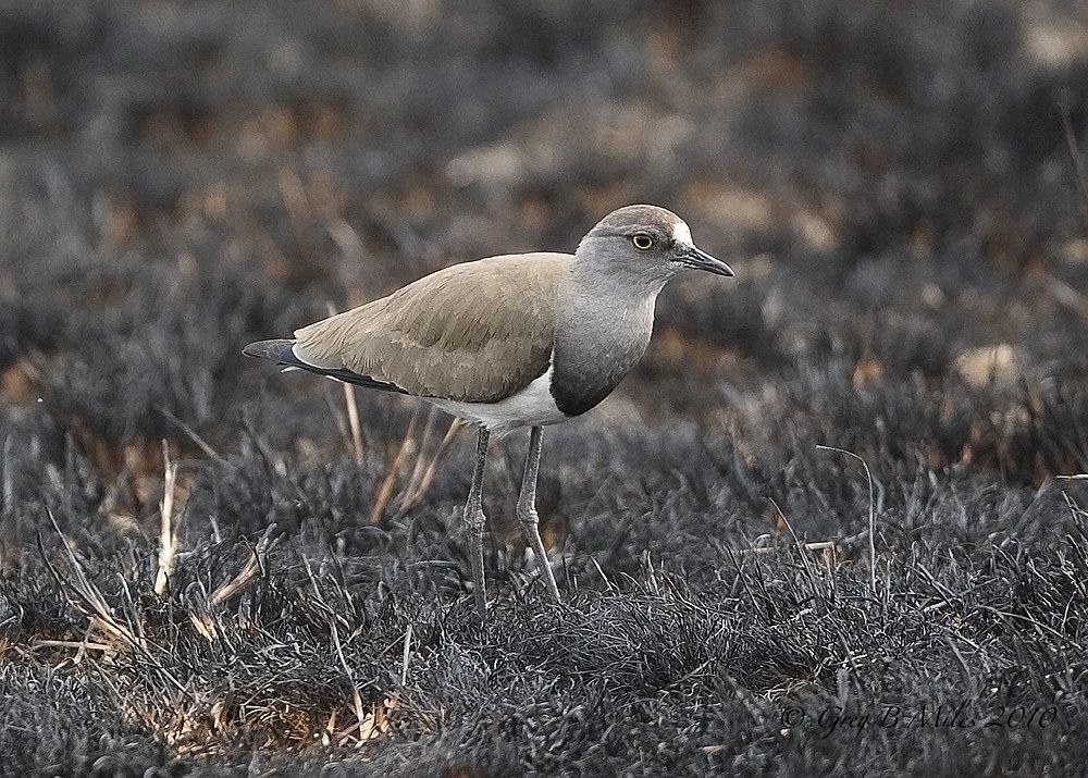 塞内加尔麦鸡 / Senegal Lapwing / Vanellus lugubris