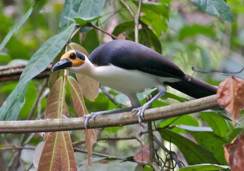 白颈岩鹛 / White-necked Rockfowl / Picathartes gymnocephalus