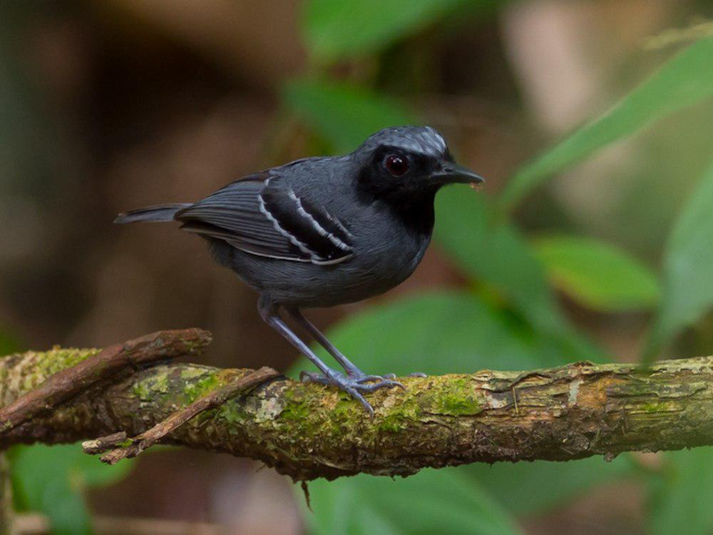 黑脸蚁鸟 / Black-faced Antbird / Myrmoborus myotherinus