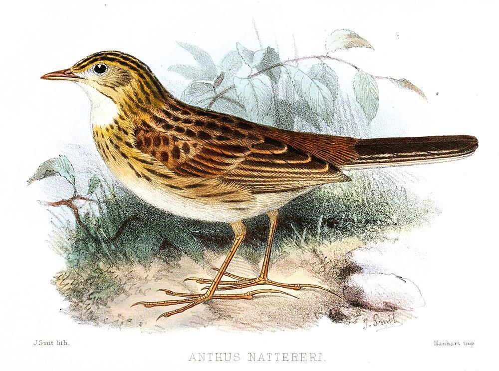 赭胸鹨 / Ochre-breasted Pipit / Anthus nattereri