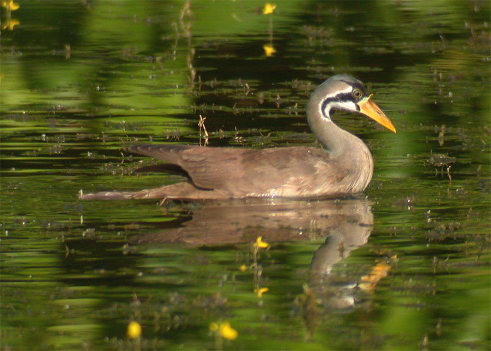 亚洲鳍趾䴘 / Masked Finfoot / Heliopais personatus