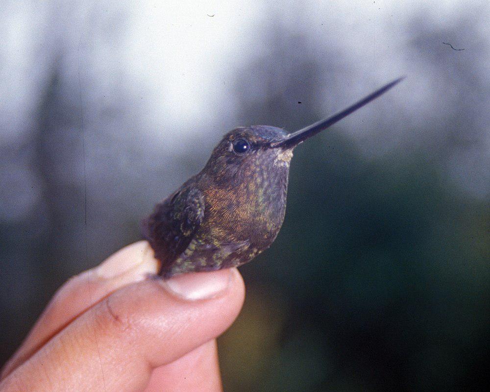 绿额矛嘴蜂鸟 / Green-fronted Lancebill / Doryfera ludovicae