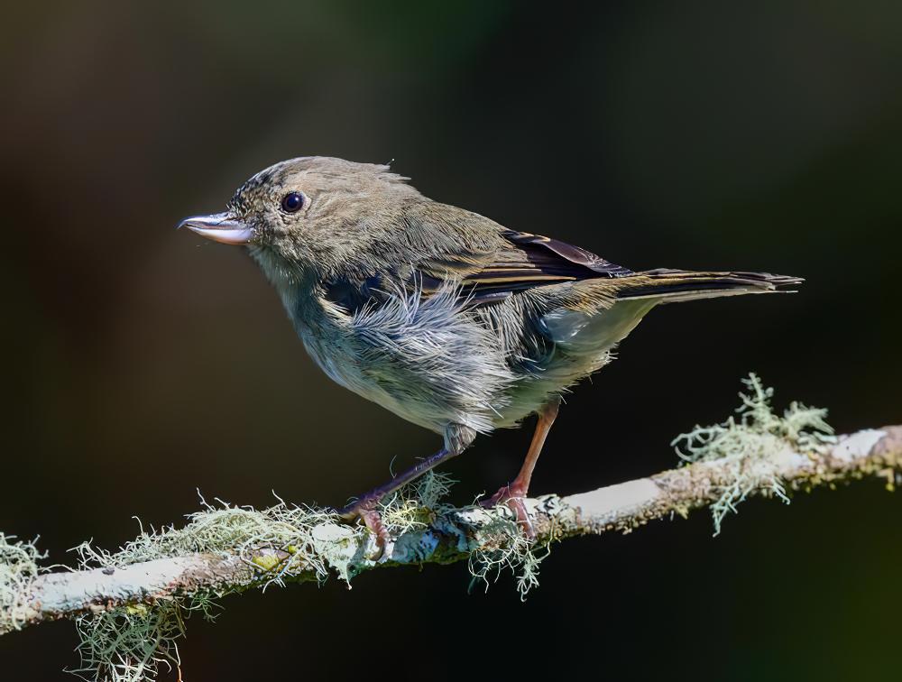 灰刺花鸟 / Slaty Flowerpiercer / Diglossa plumbea