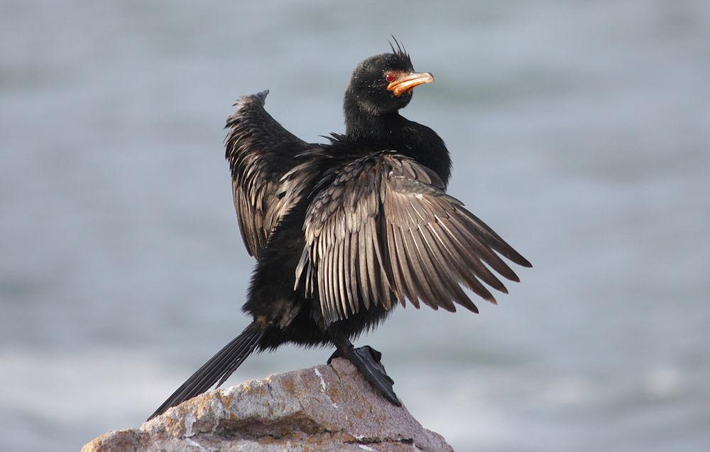 冠鸬鹚 / Crowned Cormorant / Microcarbo coronatus