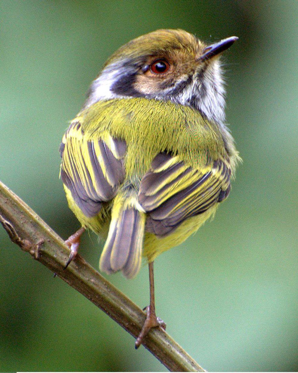 角侏霸鹟 / Eared Pygmy Tyrant / Myiornis auricularis