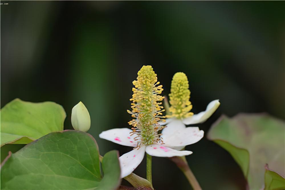 鱼腥草