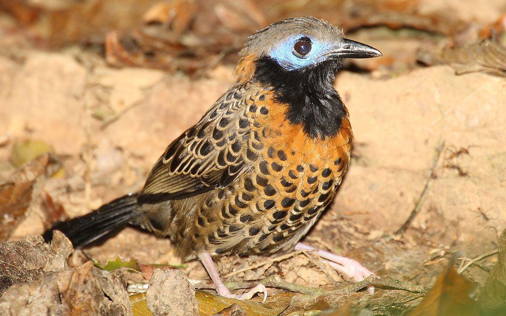 眼斑蚁鸟 / Ocellated Antbird / Phaenostictus mcleannani