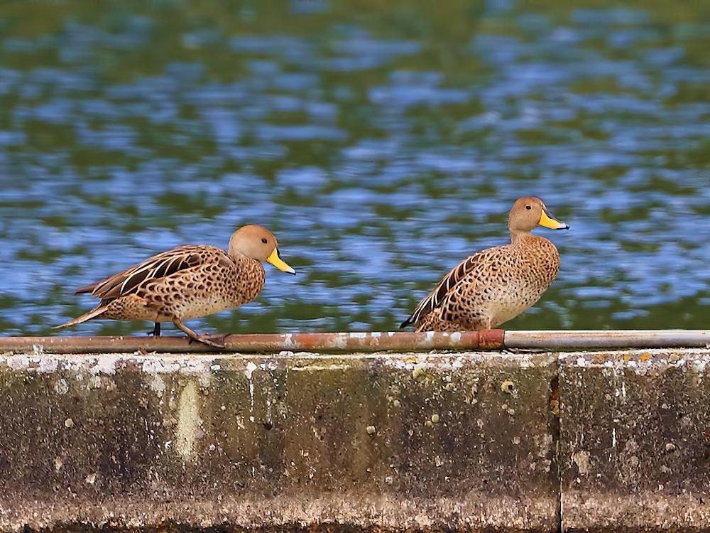 黄嘴针尾鸭 / Yellow-billed Pintail / Anas georgica