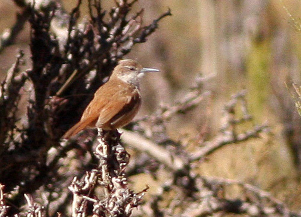 直嘴爬地雀 / Straight-billed Earthcreeper / Ochetorhynchus ruficaudus