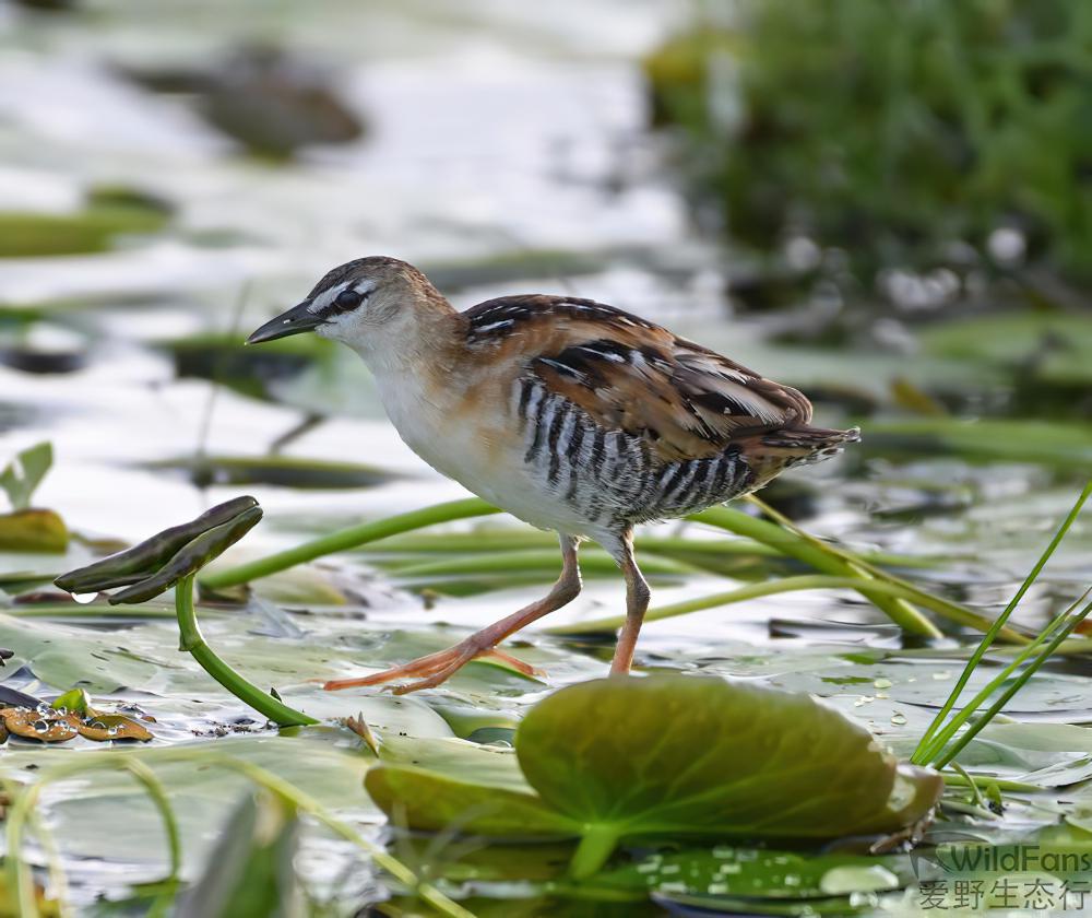 黄胸田鸡 / Yellow-breasted Crake / Laterallus flaviventer