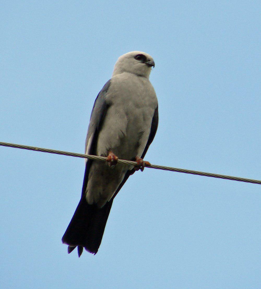 密西西比灰鸢 / Mississippi Kite / Ictinia mississippiensis