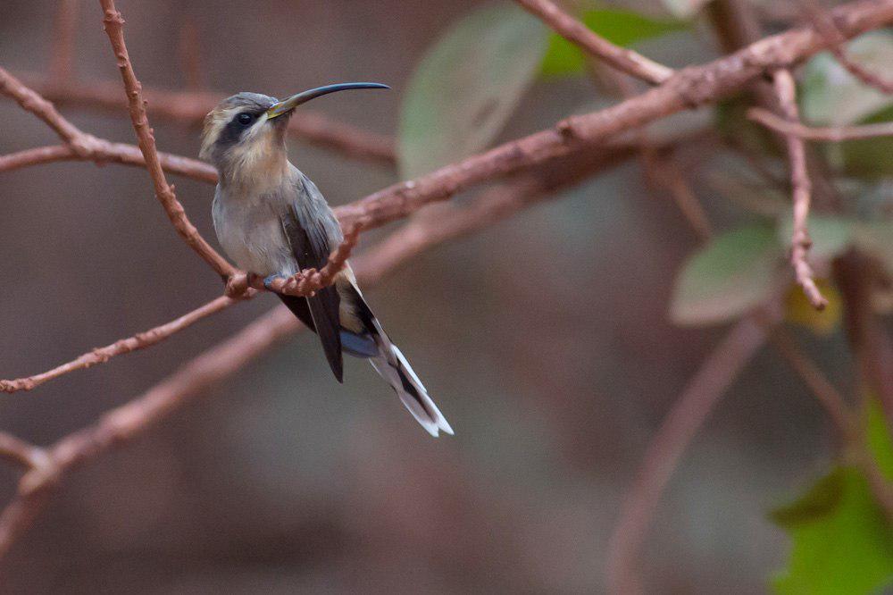 阔尾隐蜂鸟 / Broad-tipped Hermit / Anopetia gounellei