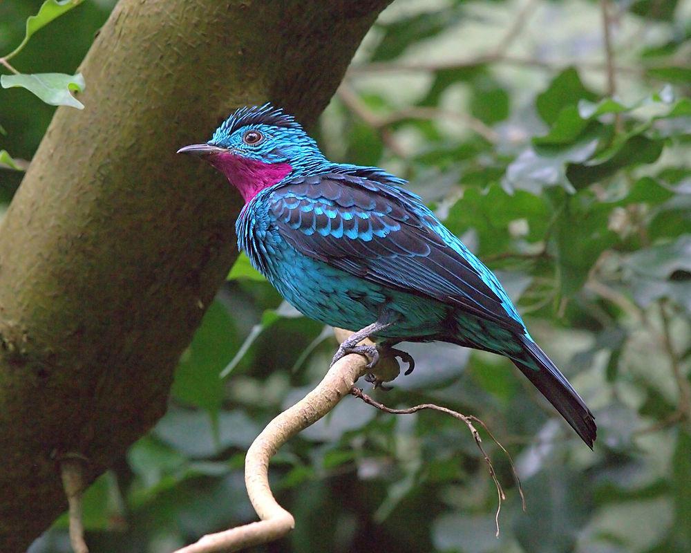 辉伞鸟 / Spangled Cotinga / Cotinga cayana