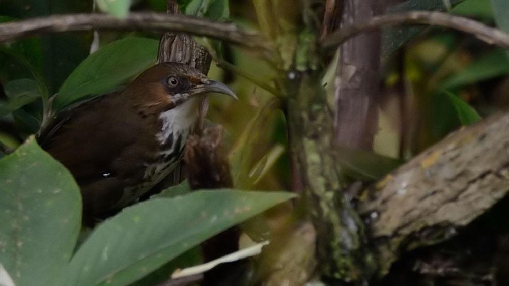 印度斑胸钩嘴鹛 / Spot-breasted Scimitar Babbler / Erythrogenys mcclellandi