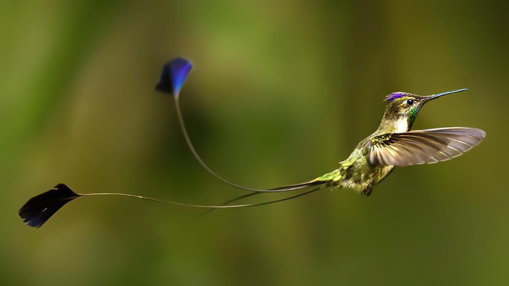 叉扇尾蜂鸟 / Marvelous Spatuletail / Loddigesia mirabilis