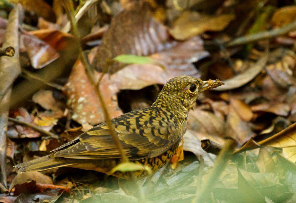 斯里兰卡地鸫 / Sri Lanka Thrush / Zoothera imbricata