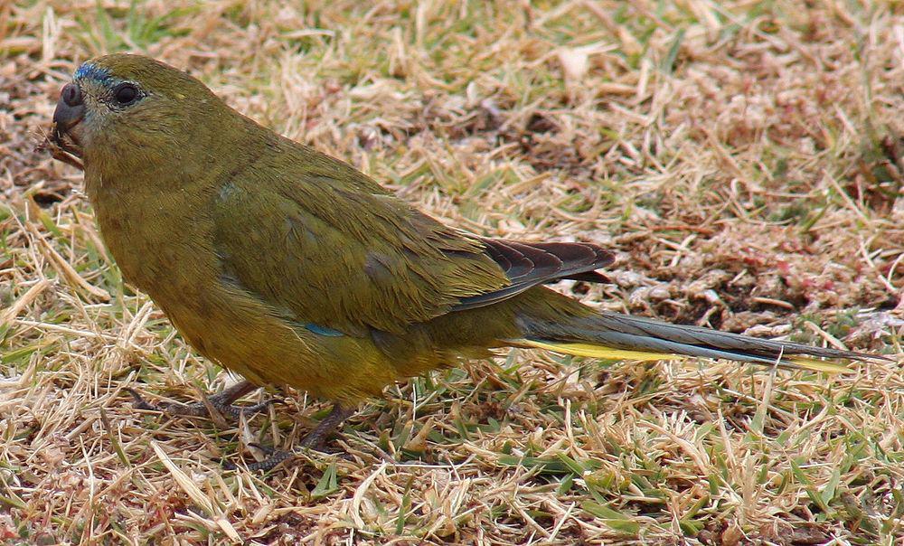 岩鹦鹉 / Rock Parrot / Neophema petrophila