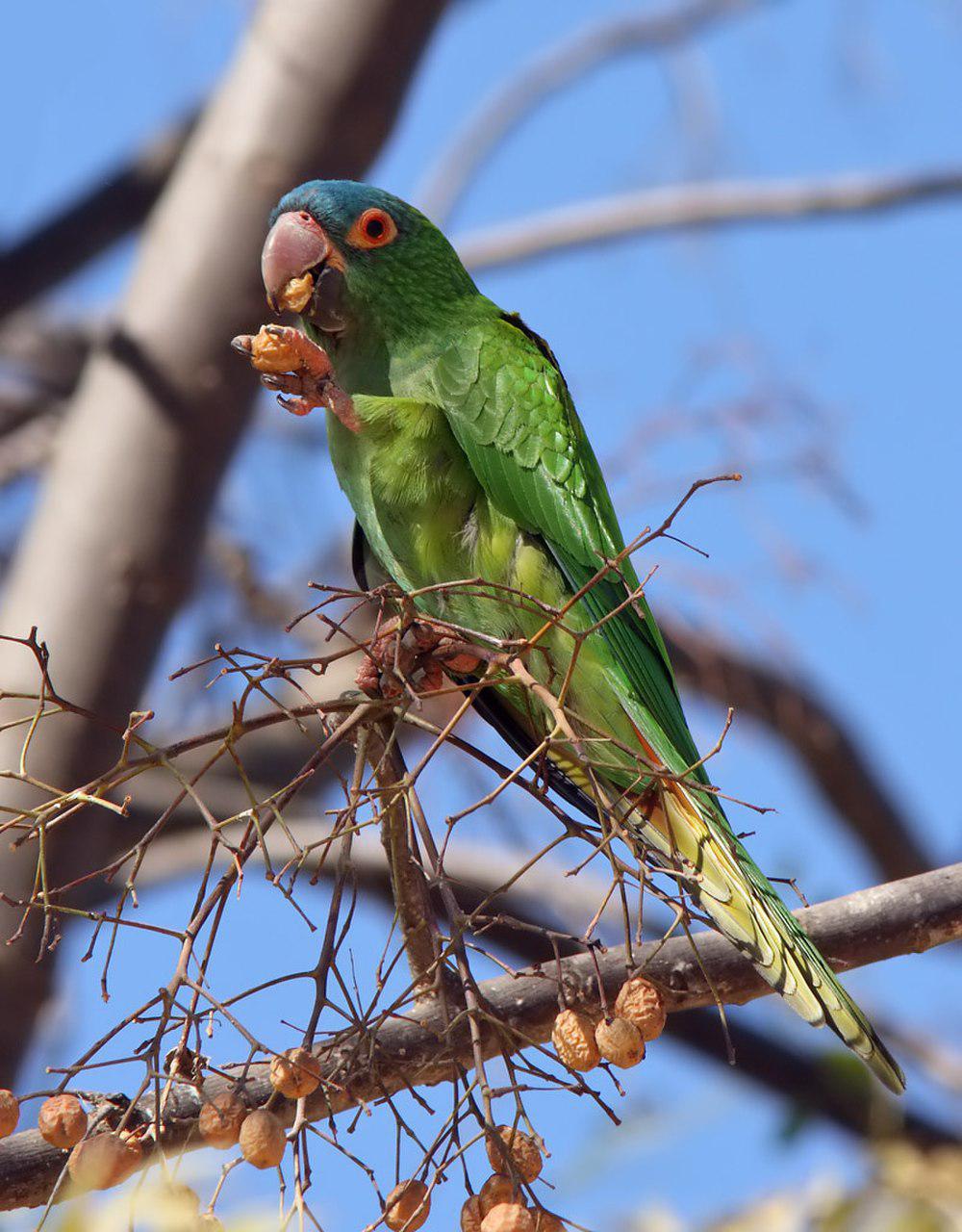 蓝冠鹦哥 / Blue-crowned Parakeet / Thectocercus acuticaudatus