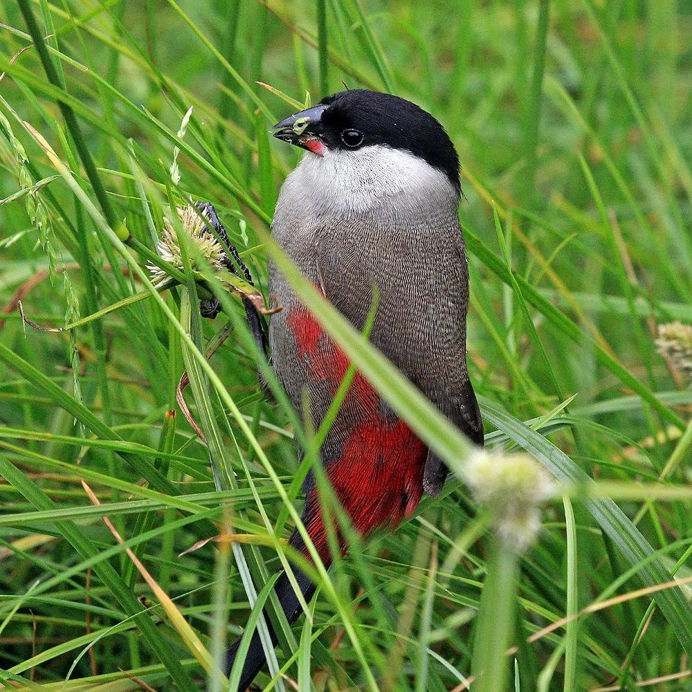 黑头梅花雀 / Black-headed Waxbill / Estrilda atricapilla