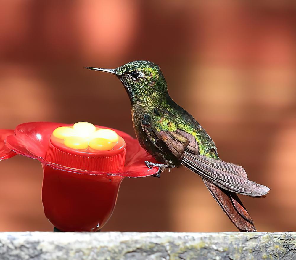 紫辉尾蜂鸟 / Tyrian Metaltail / Metallura tyrianthina