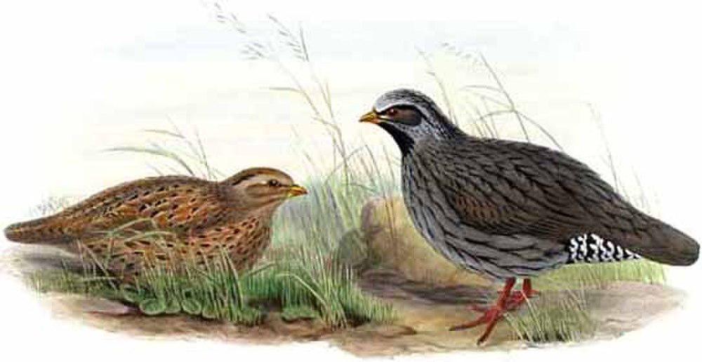 喜马拉雅鹌鹑 / Himalayan Quail / Ophrysia superciliosa