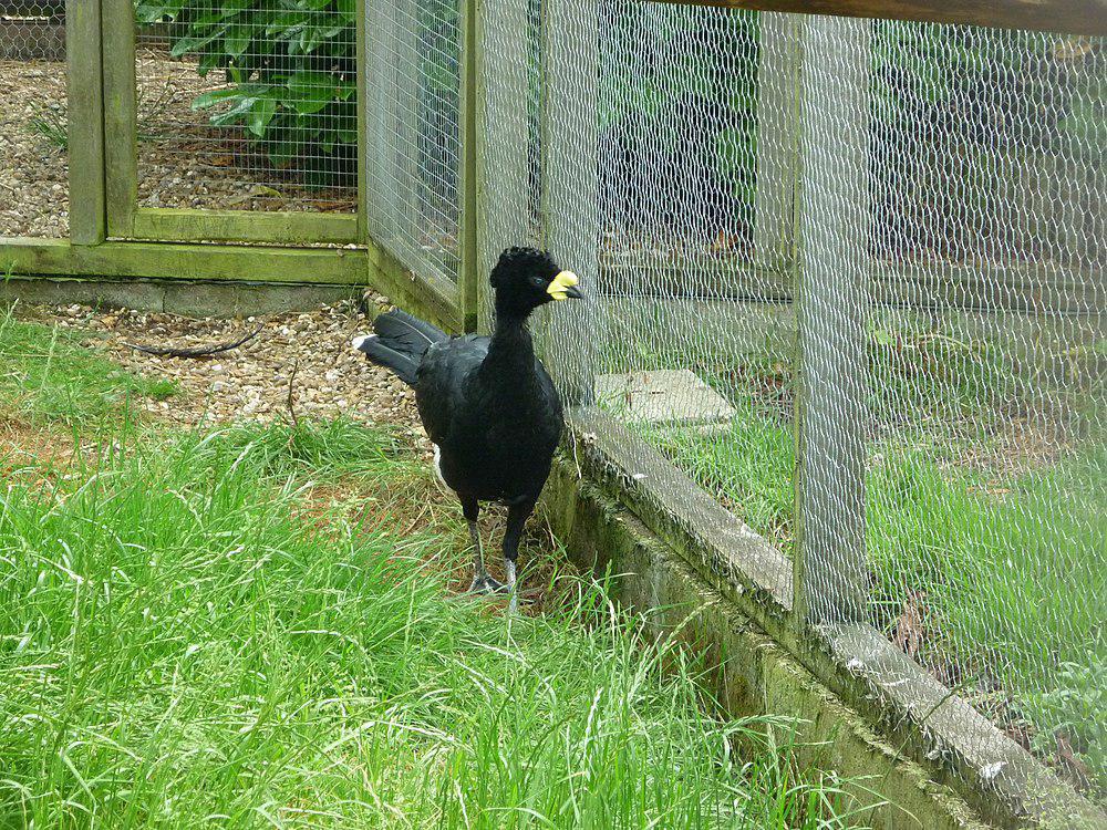 黄瘤凤冠雉 / Yellow-knobbed Curassow / Crax daubentoni