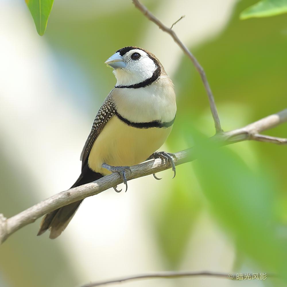 双斑草雀 / Double-barred Finch / Stizoptera bichenovii