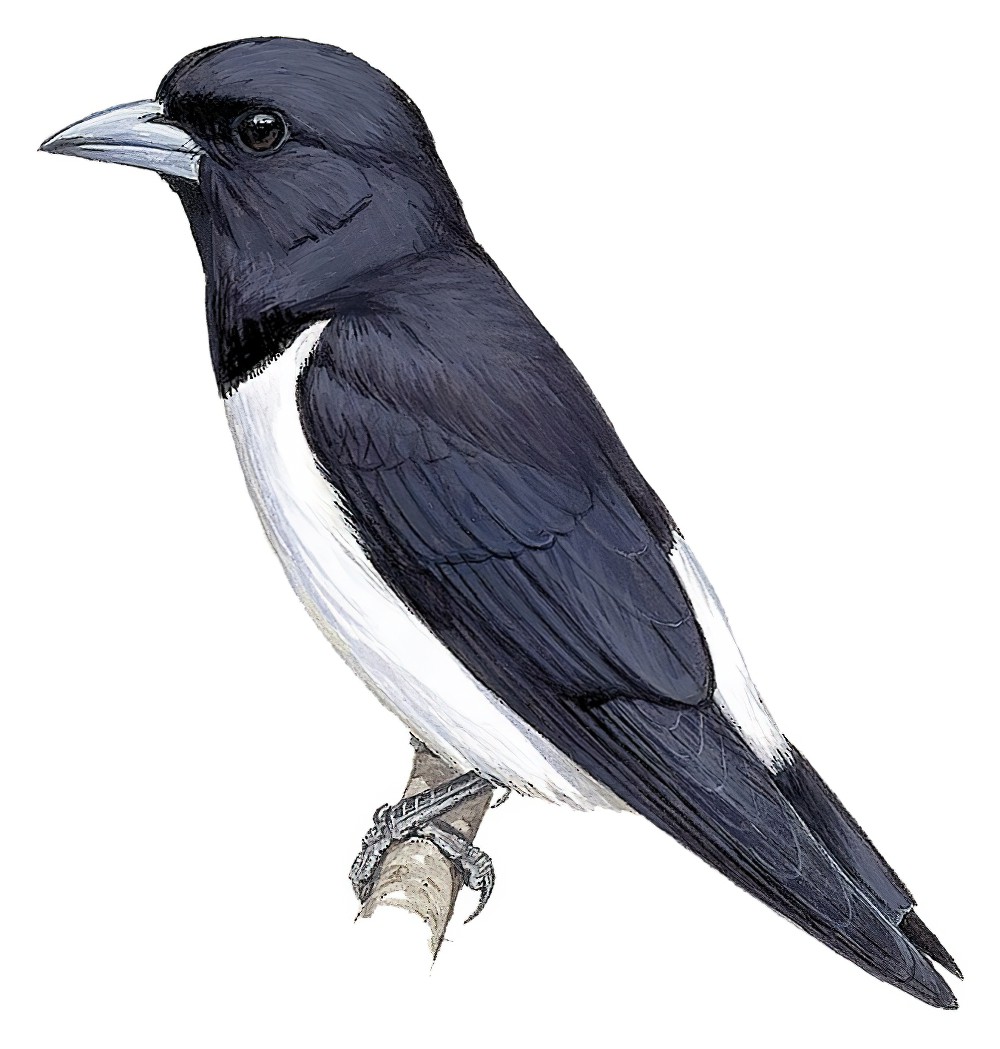 大燕鵙 / Great Woodswallow / Artamus maximus