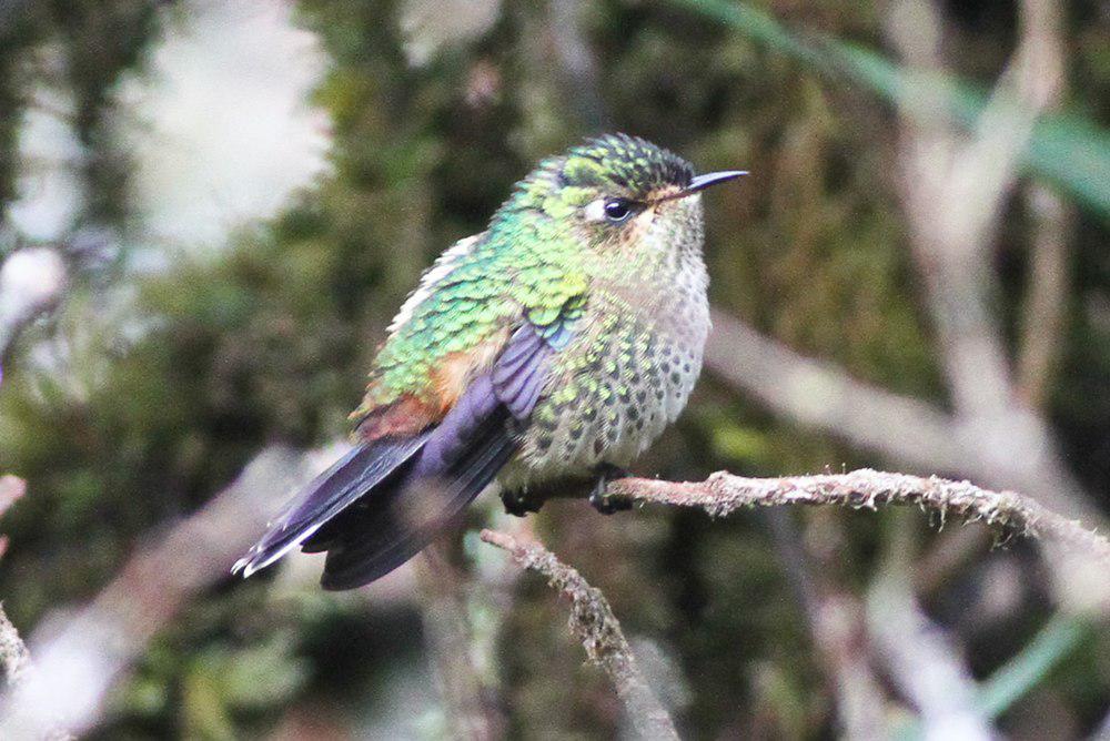 紫背刺嘴蜂鸟 / Purple-backed Thornbill / Ramphomicron microrhynchum