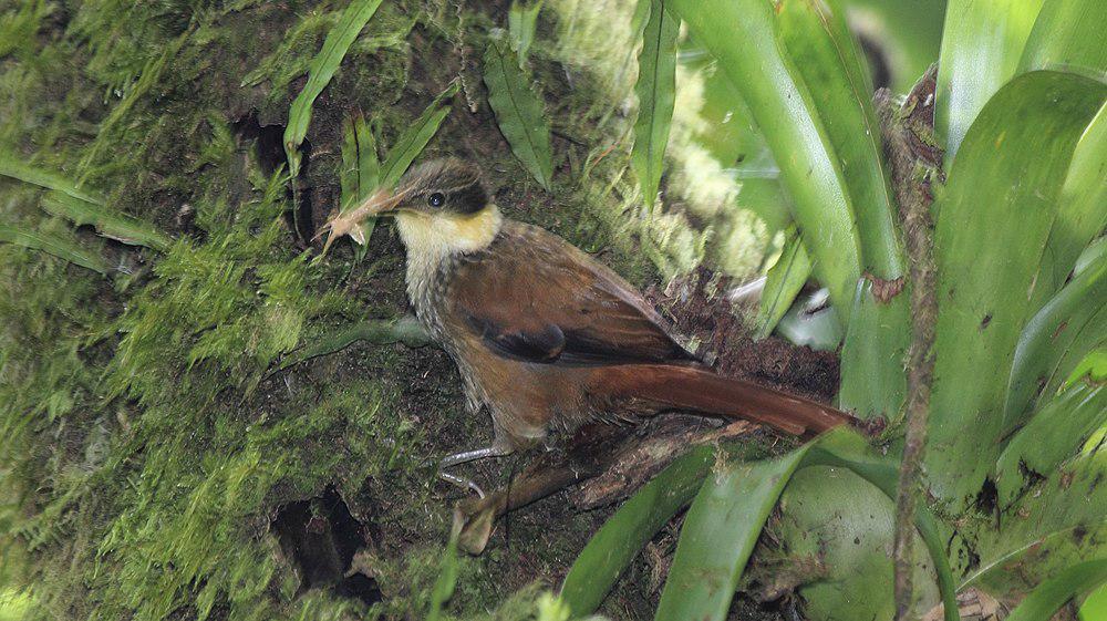 黄簇颊灶鸫 / Buffy Tuftedcheek / Pseudocolaptes lawrencii