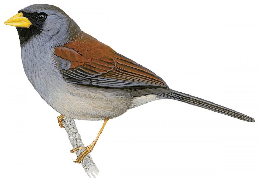 棕背印加雀 / Rufous-backed Inca Finch / Incaspiza personata