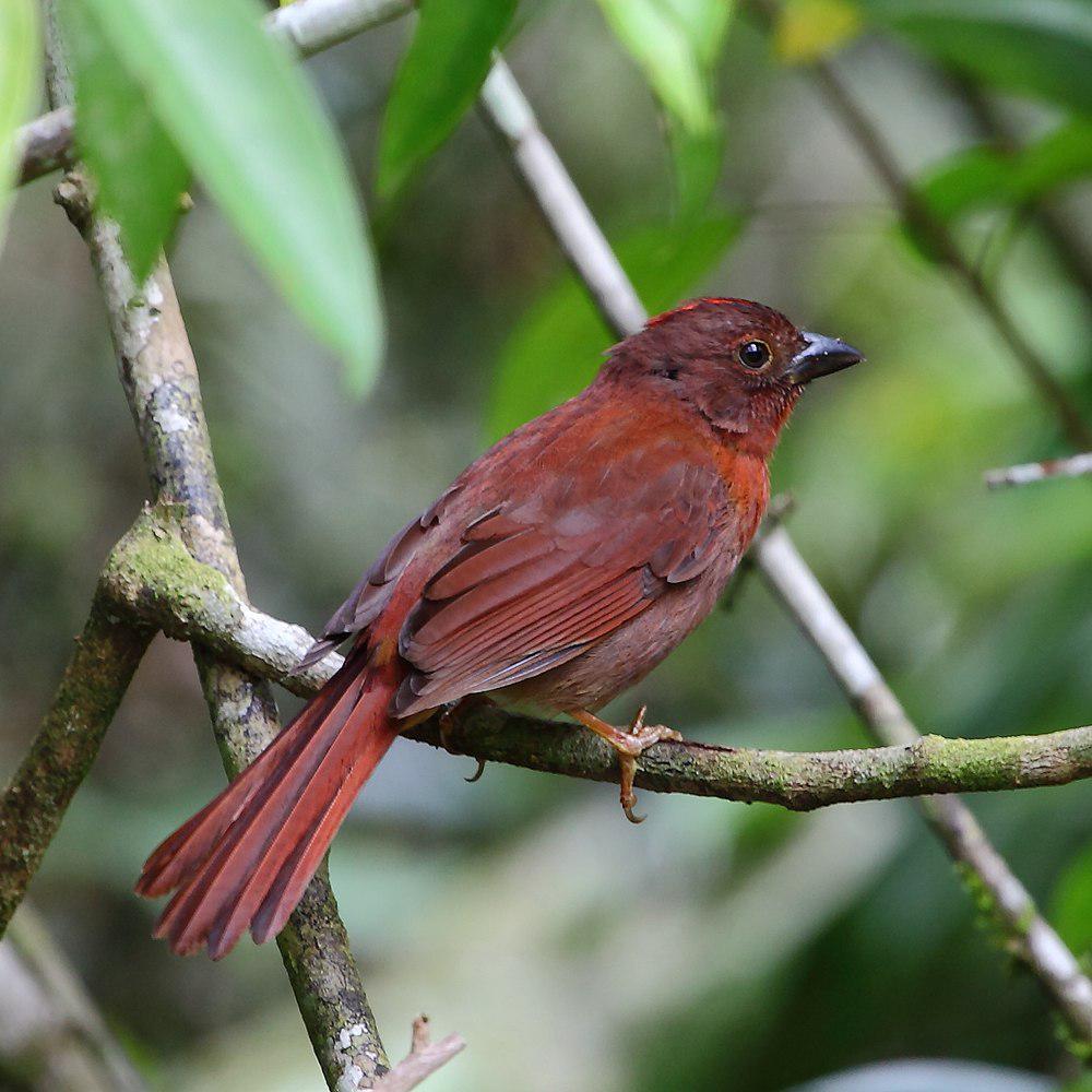 红头蚁唐纳雀 / Red-crowned Ant Tanager / Habia rubica