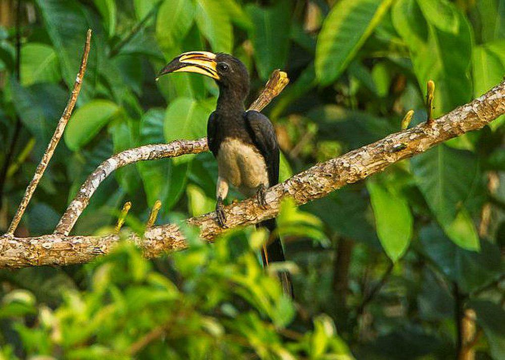 斑尾弯嘴犀鸟 / African Pied Hornbill / Lophoceros fasciatus