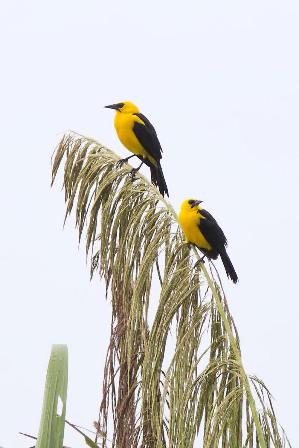 黄头拟鹂 / Oriole Blackbird / Gymnomystax mexicanus