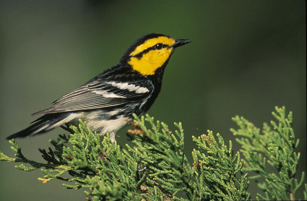 金颊黑背林莺 / Golden-cheeked Warbler / Setophaga chrysoparia