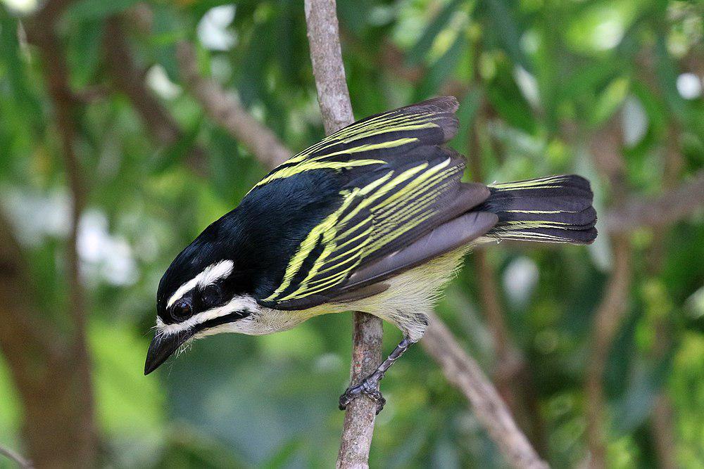 金腰钟声拟䴕 / Yellow-rumped Tinkerbird / Pogoniulus bilineatus