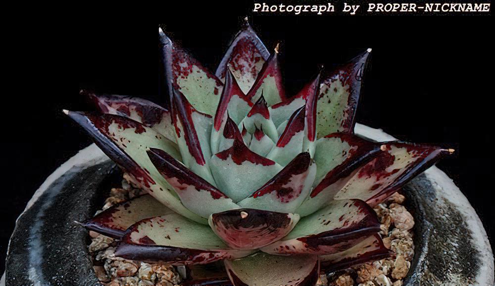 Echeveria agavoides-东云