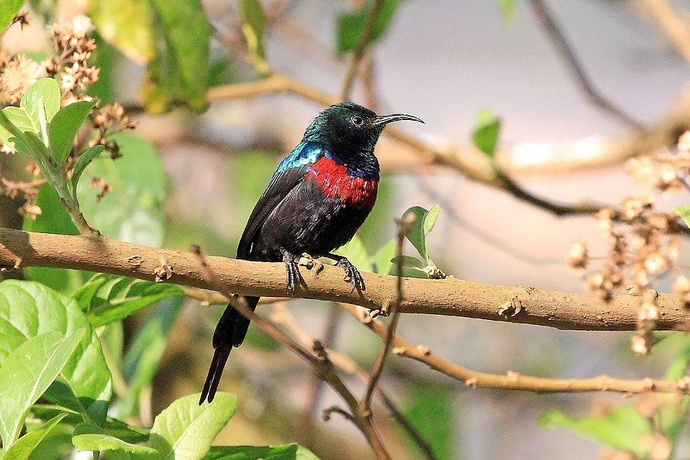 红胸花蜜鸟 / Red-chested Sunbird / Cinnyris erythrocercus