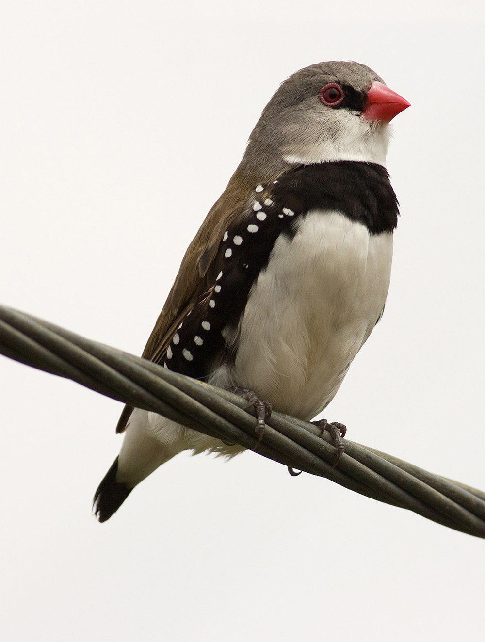 斑胁火尾雀 / Diamond Firetail / Stagonopleura guttata