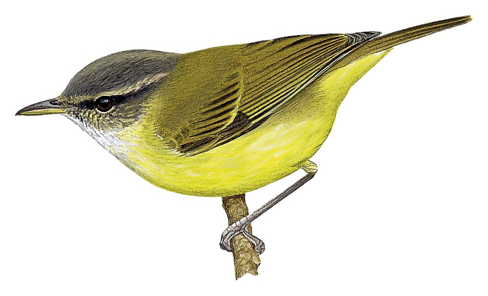 圣岛柳莺 / Makira Leaf Warbler / Phylloscopus makirensis