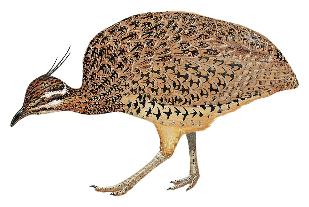 丽凤头䳍 / Quebracho Crested Tinamou / Eudromia formosa