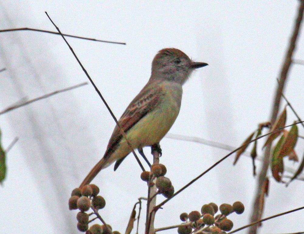 尤卡坦蝇霸鹟 / Yucatan Flycatcher / Myiarchus yucatanensis