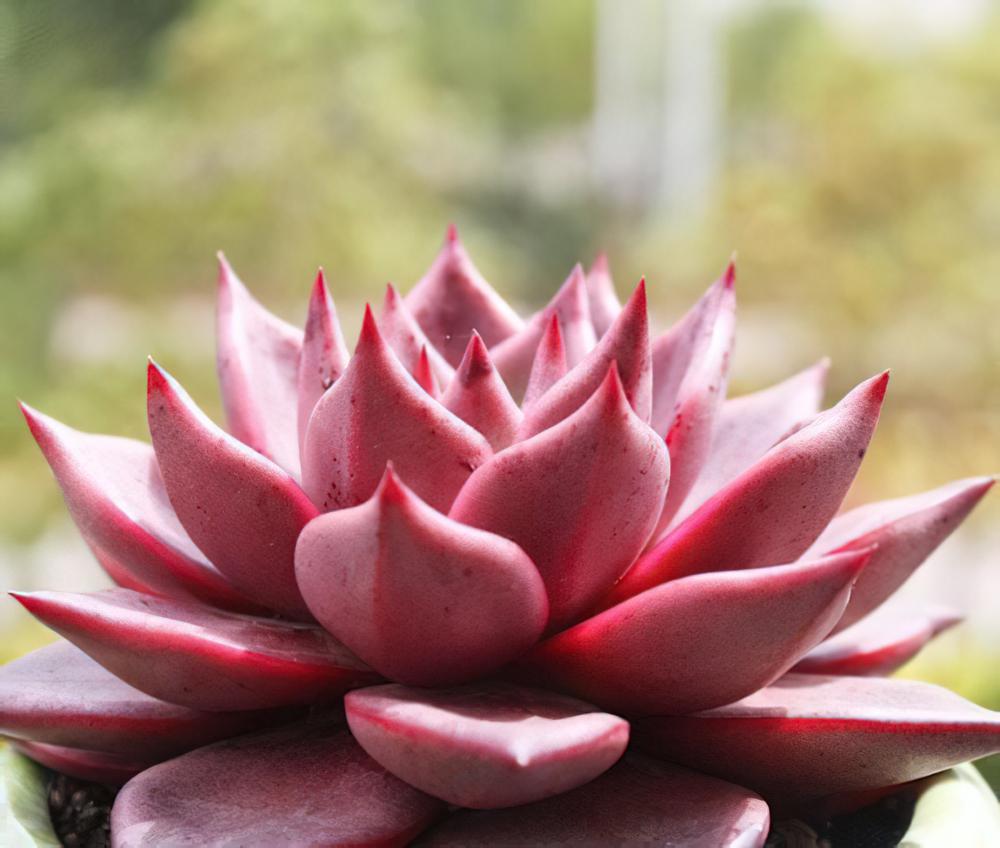 罗密欧 Echeveria agavoides ‘Romeo‘