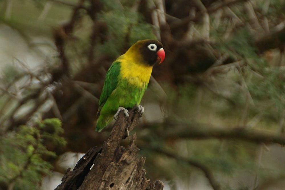 黄领牡丹鹦鹉 / Yellow-collared Lovebird / Agapornis personatus