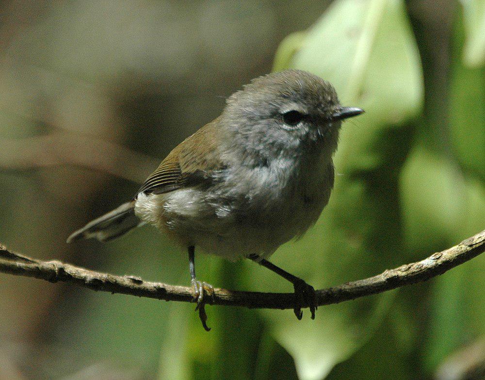 褐噪刺莺 / Brown Gerygone / Gerygone mouki