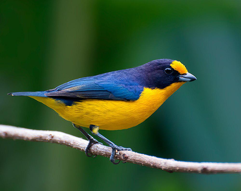 紫歌雀 / Violaceous Euphonia / Euphonia violacea