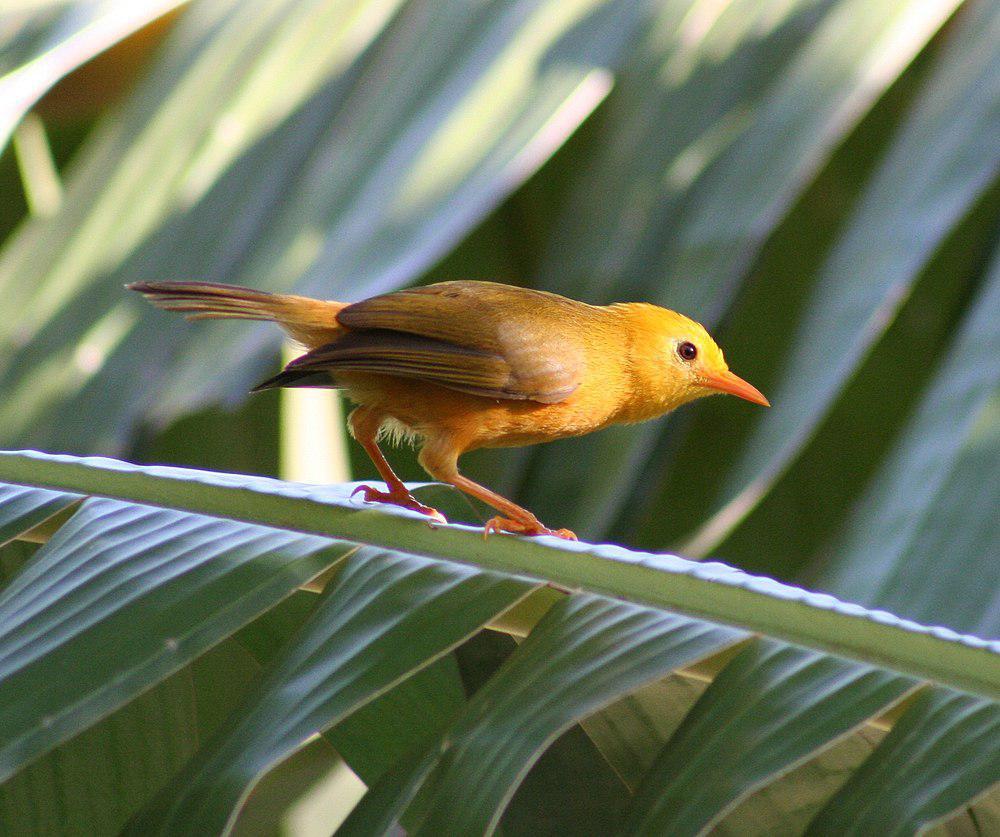 金绣眼鸟 / Golden White-eye / Cleptornis marchei