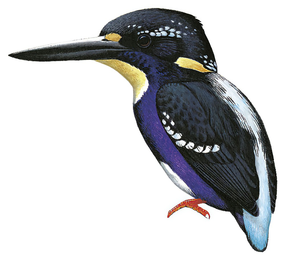 北方银色三趾翠鸟 / Northern Silvery Kingfisher / Ceyx flumenicola